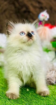 Persian Kitten | Punch Face | Triple Coated | Female | 03124188513 |