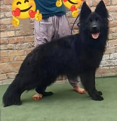 Black German Shepherd long Coat 03095669838