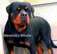 Top pedigree rottweiler for cross/stud only