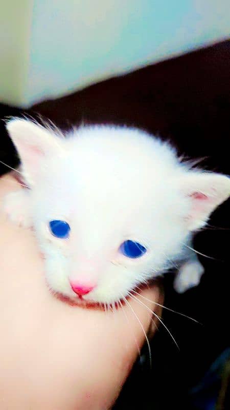 cute cat one month age 1