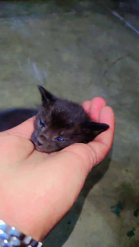 cute cat one month age 7