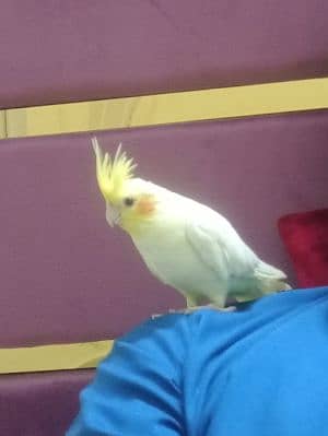 Muhammad