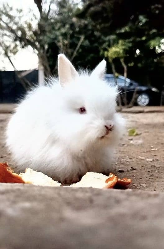 Angora Rabbits 1