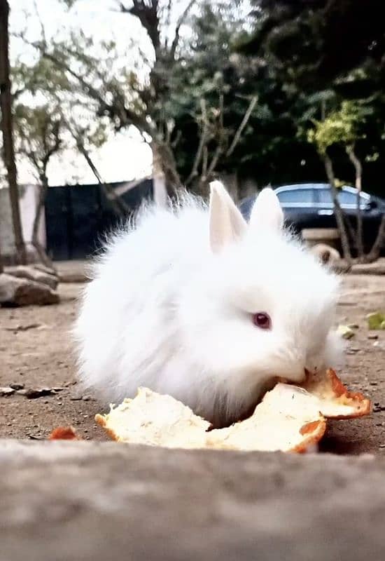 Angora Rabbits 3