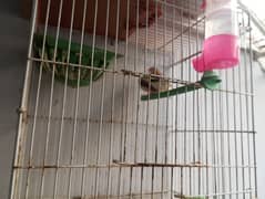 Finches and small cages