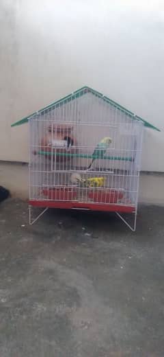 pair of Australian parrot with cage