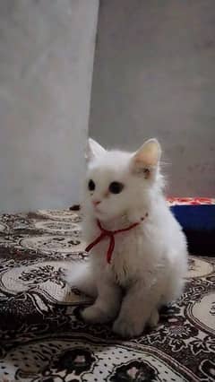 Beautiful Persian white cat For sale