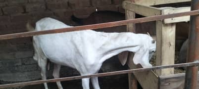 white bakri doondi rajnpoori cross