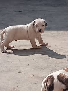 show quality Pakistani bully dog puppies, bulldog puppies available