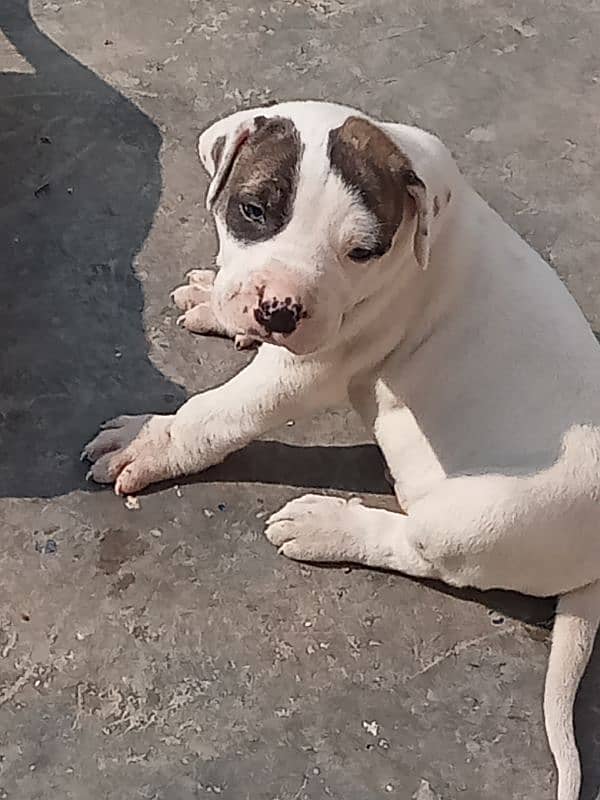 show quality Pakistani bully dog puppies, bulldog puppies available 0