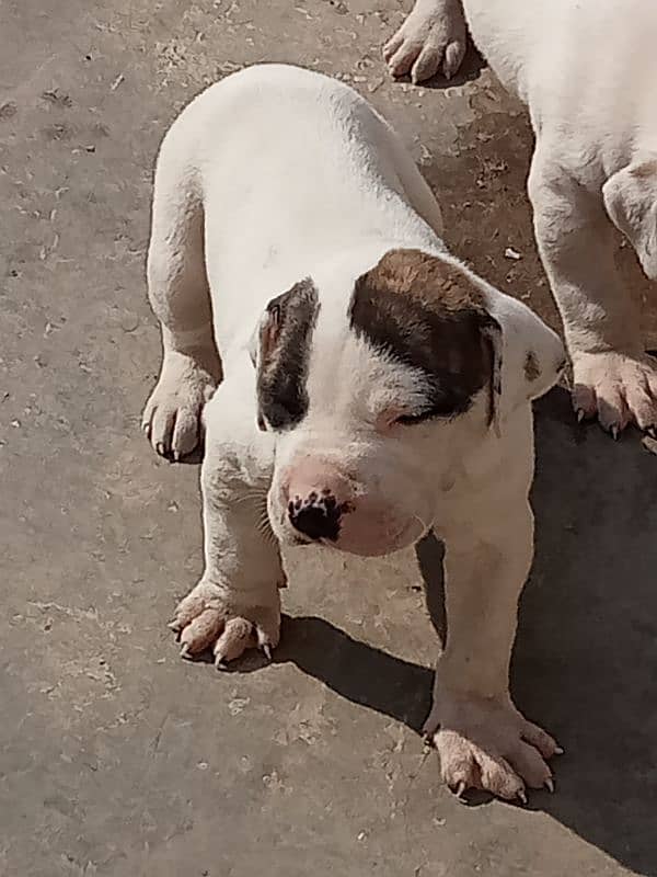 show quality Pakistani bully dog puppies, bulldog puppies available 1