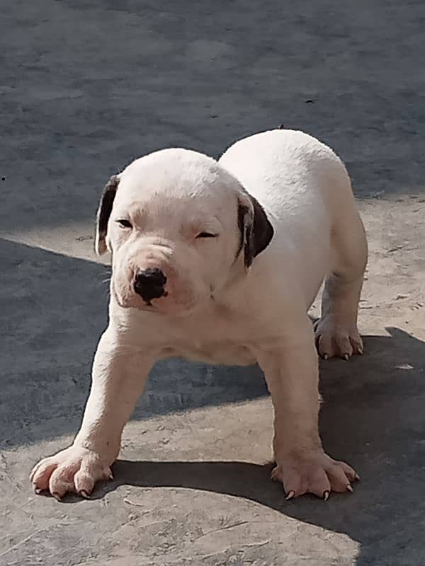 show quality Pakistani bully dog puppies, bulldog puppies available 2