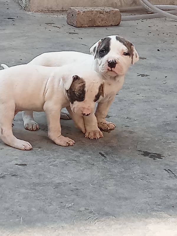 show quality Pakistani bully dog puppies, bulldog puppies available 3
