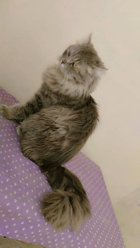 Persian Cat For Sale 2