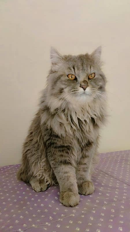 Persian Cat For Sale 4