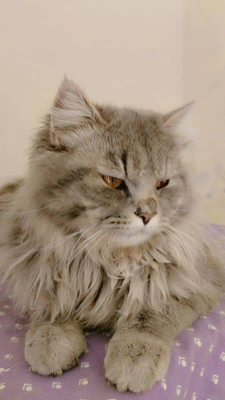 Persian Cat For Sale 7