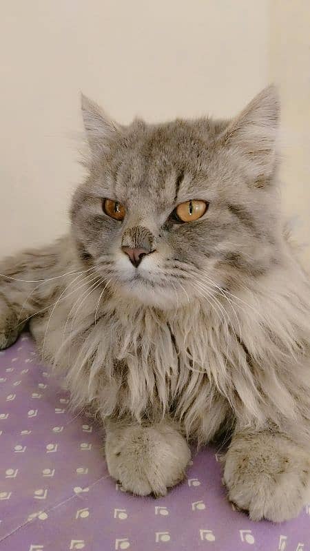 Persian Cat For Sale 10