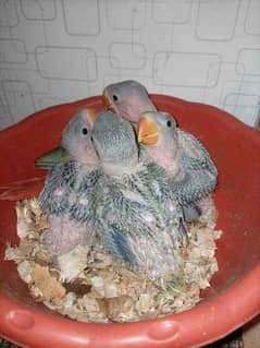 GREEN PARROTS CHICKS