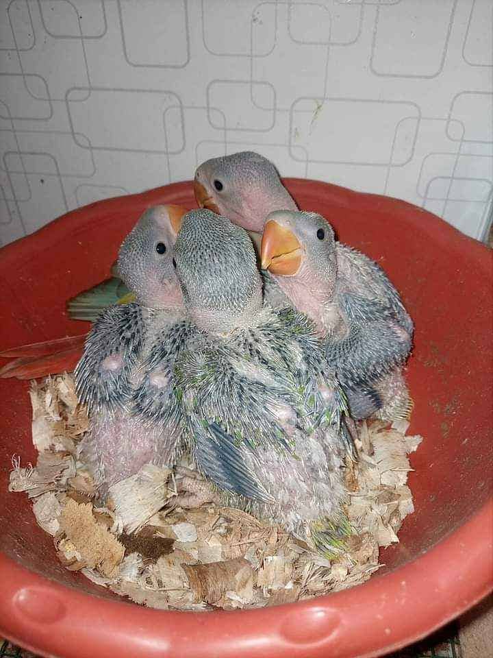 GREEN PARROTS CHICKS 0