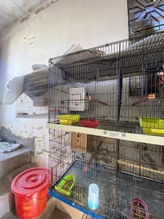 Cages With Love Birds Avaialable