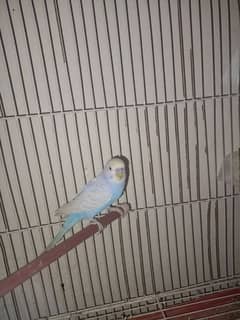 Male Australian Parrot Urgent Sale 20% off!