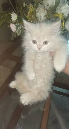 3 month old triple coated persian kittens for sale contact 03474500801