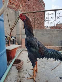 Shamo aseel male breeder black for sale