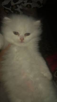 Persian kitten for sale