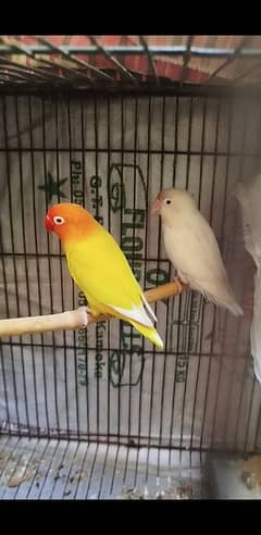 Lutino Fisheri Red Eye Split Blue into Albino split Breeder pair