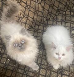 pair of kittens for sale