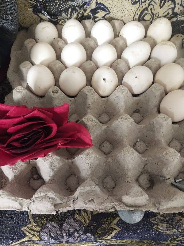 Mainwali Aseel Egg's 0