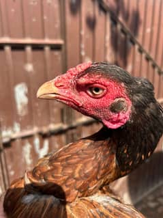 1 piece 5000 1Murgha 3 Murghya for sale egg da Rahi h