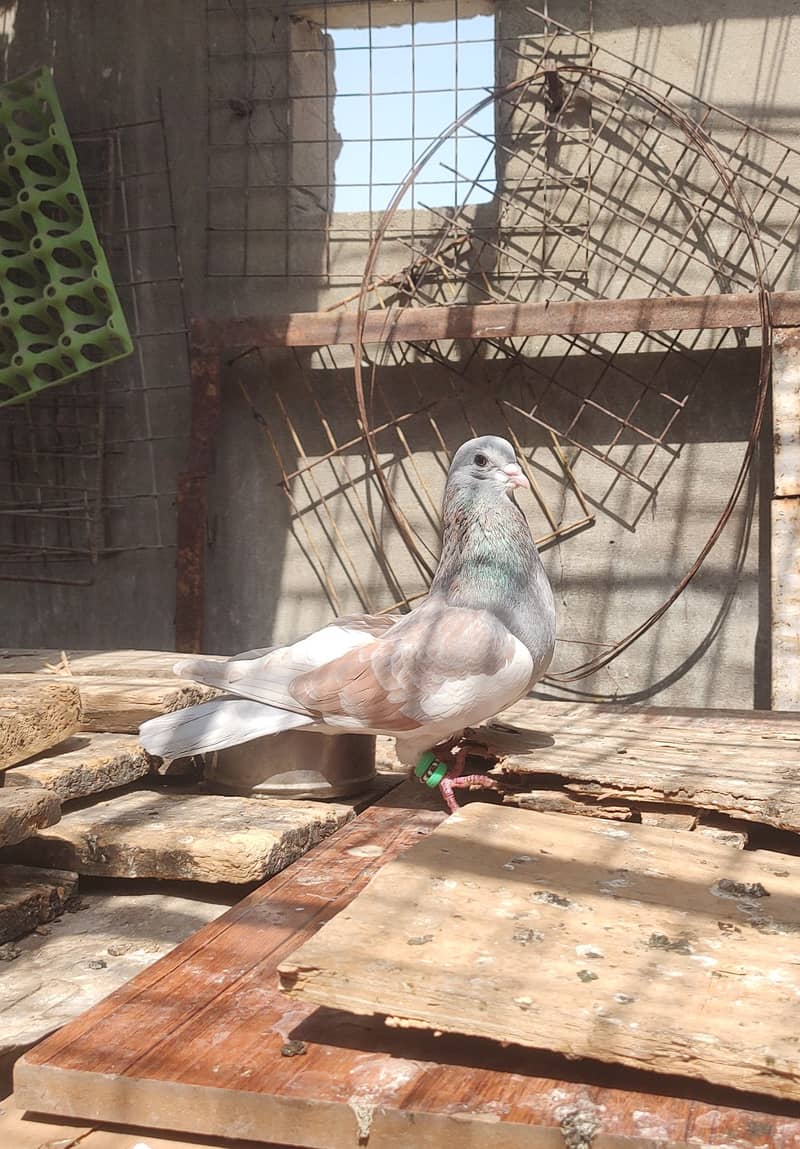 2 male khal pigeon 1