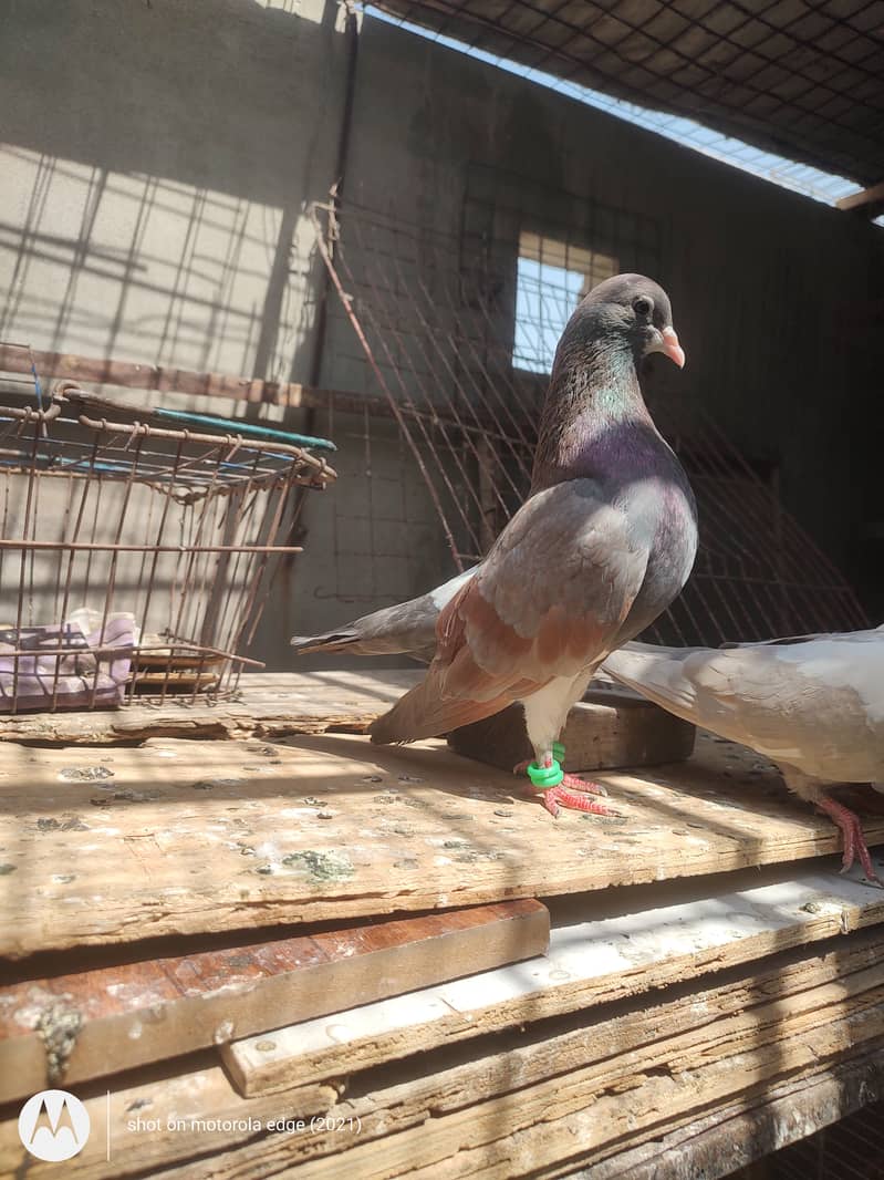 2 male khal pigeon 2