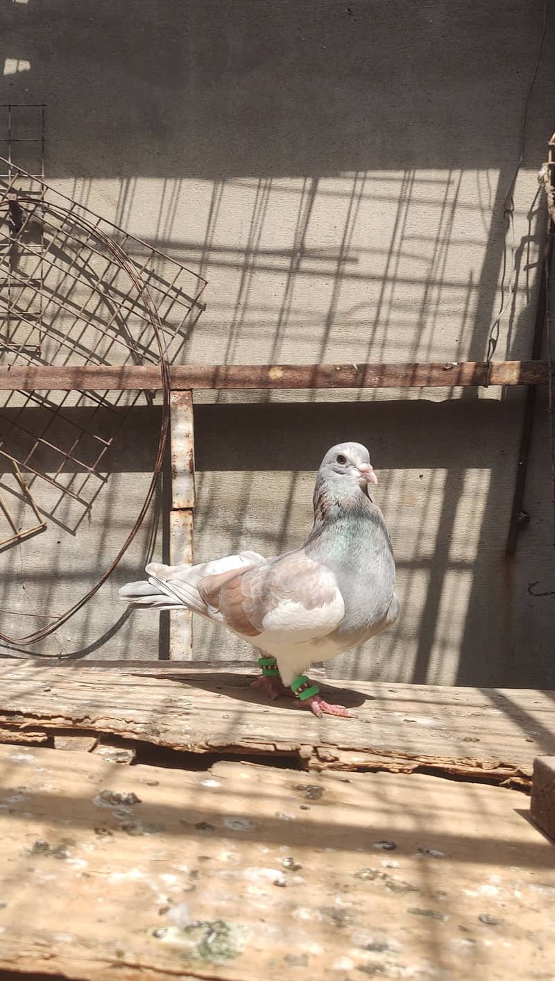 2 male khal pigeon 7