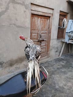 indian parot beak long tail aseel for sale03464654572