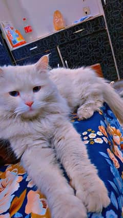 Persian Male Cat Fully Trained