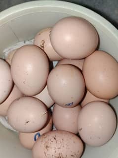 Pure Thai aseel eggs