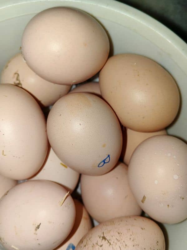 Pure Thai aseel eggs 1