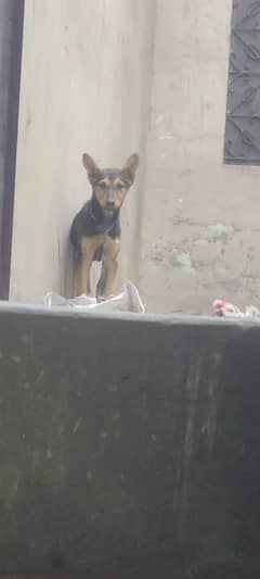 bagyari puppy sale 03258857212 exchange only GSD or labra chocolate