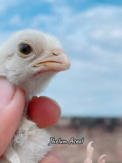 paper white  heera chicks available