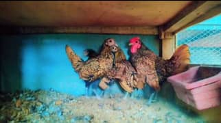 Alhamdullilah Different breeds CHICKS and EGGS  are available for Sale