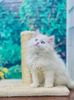 Persian Punch face triple coat cat Kitten