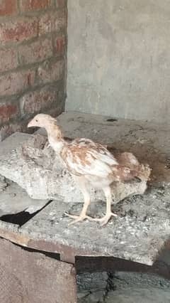 hen