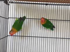 lovebird pair