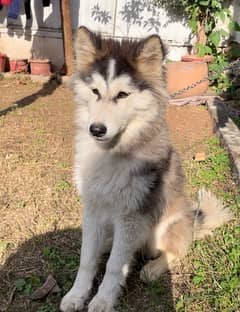 Siberian Husky