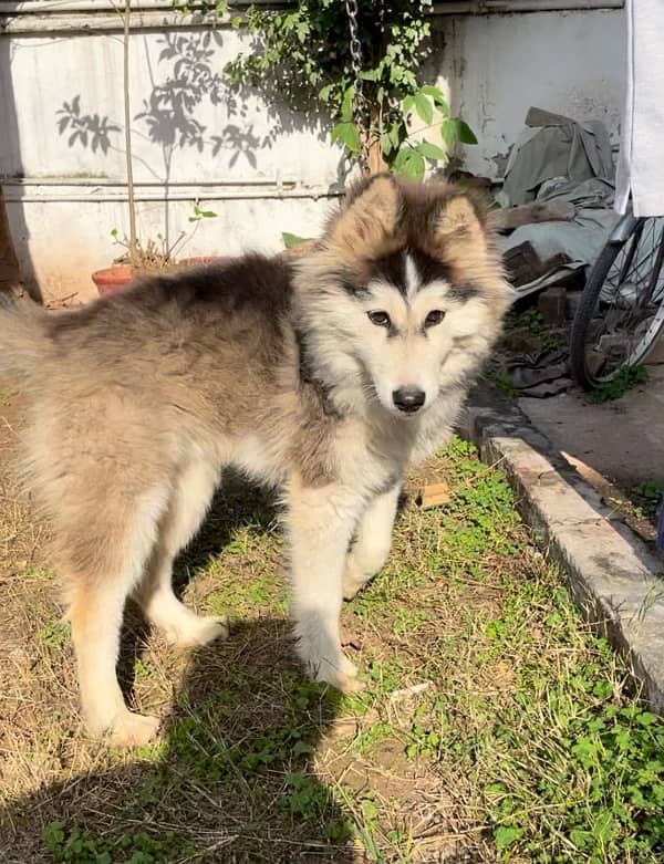 Siberian Husky 1