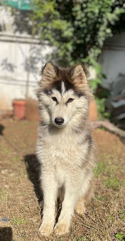 Siberian Husky 3