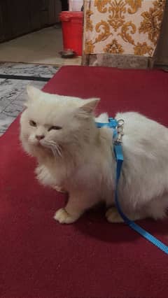 Male Persian Cat Double Coated