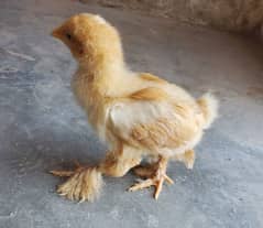 golden havy buff chicks for sale